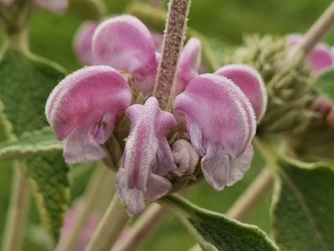 Phlomis purpurea photo